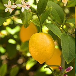 نهال لیمو شیرین